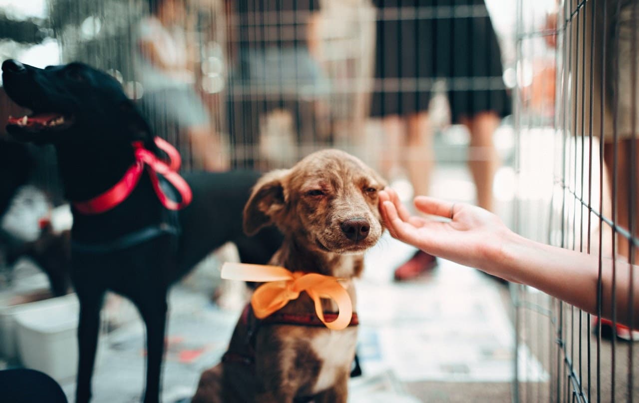 filhote de cachorro em feira de adoção